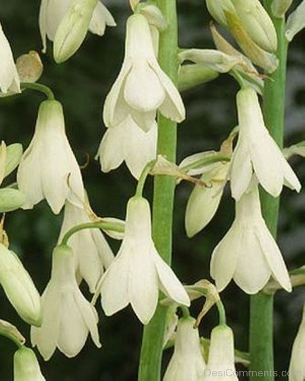 Incredible Galtonai Candicans Flowers