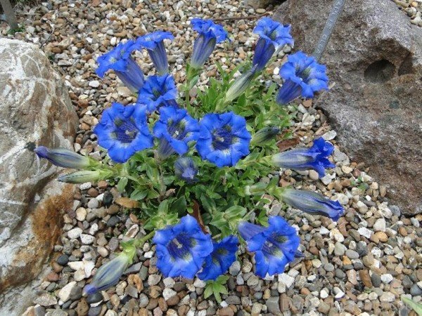 Incredible Gentiana Acaulis Flowers-yui823DC12320