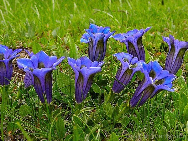 Incredible Gentiana Clusii Flowers-YUP923DC9833