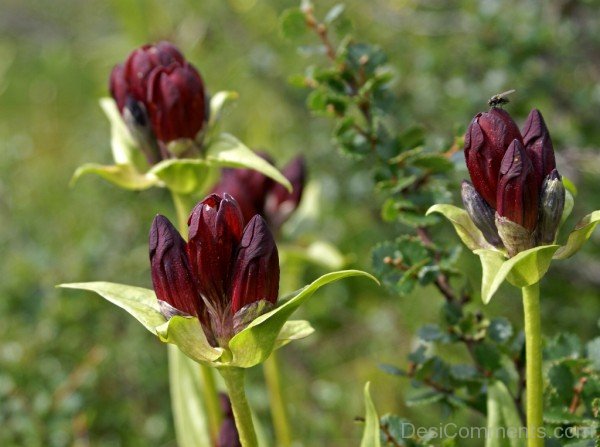 Incredible Gentiana Purpurea Flowers