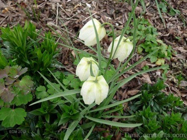 Incredible White Snake's Head Fritillary Flowers-xse210DC12320