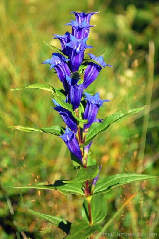 Incredible Willow Gentian