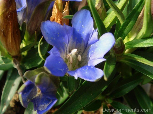 Japanese Gentian Flower Image-jkh613DC0D21