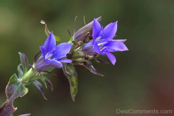 Japanese Gentian Flower Picture-jkh614DC0D01