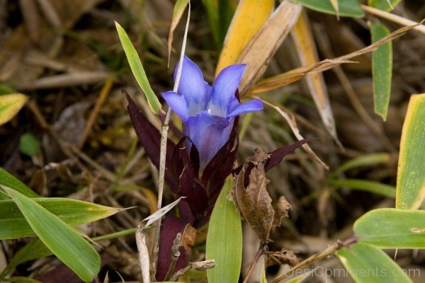 Japanese Gentian Flower