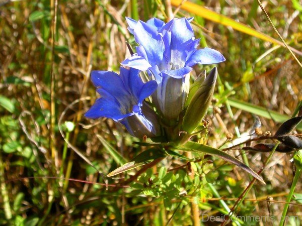 Japanese Gentian Flowers Photo