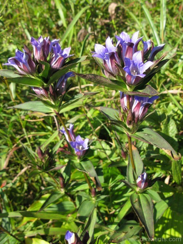 Japanese Gentian Flowers Picture