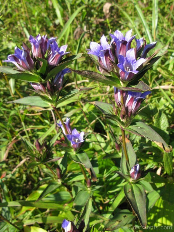 Japanese Gentian Flowers Picture-jkh618DC0D33