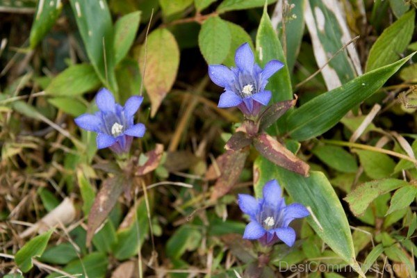 Japanese Gentian Flowers With Green Leaves
