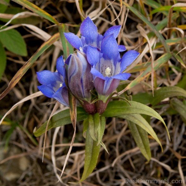 Japanese Gentian Flowers-jkh620DC0D25