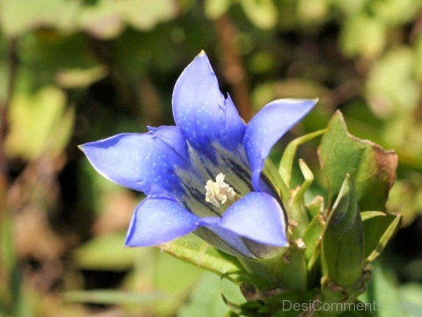 Japanese Gentian Image-jkh621DC0D07