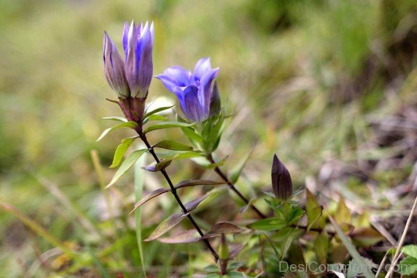 Japanese Gentian Photo