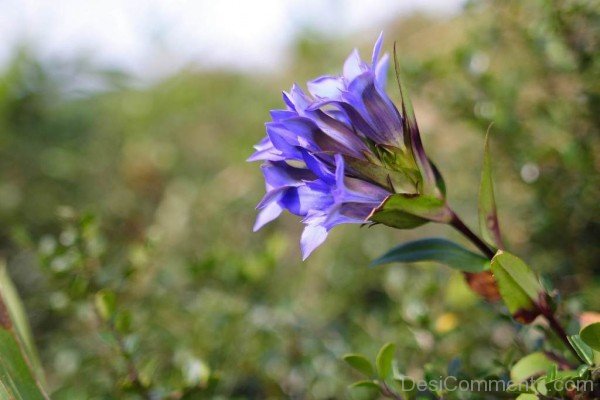 Japanese Gentian Picture