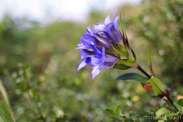 Japanese Gentian Picture-jkh623DC0D02