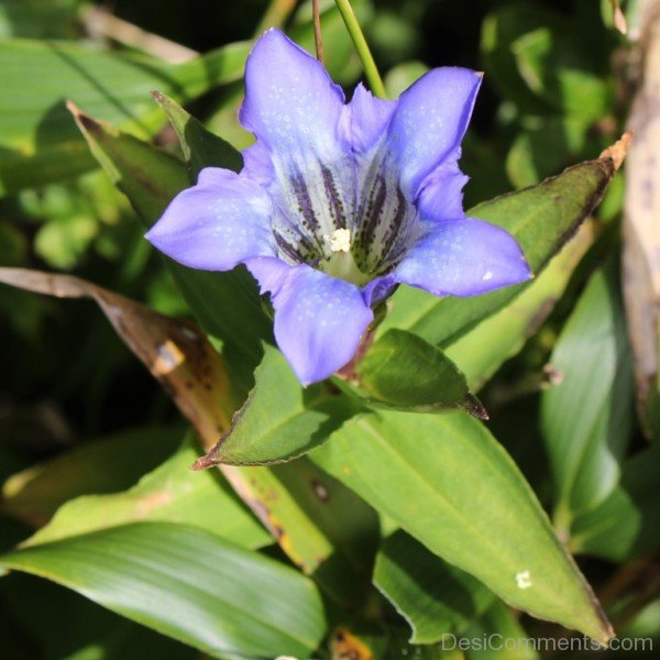 Japanese Gentian