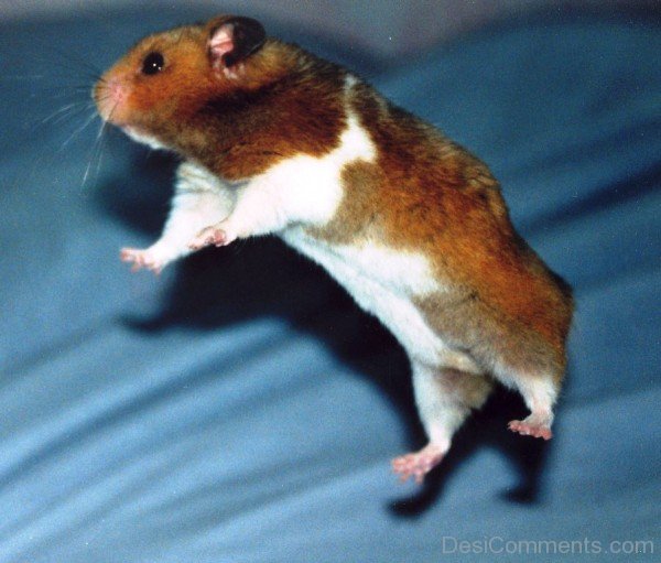 Jumping Hamster-desiC18
