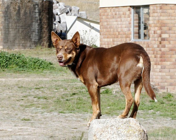 Kelpie Dog On Roack-ADB65DB43DC0DC44