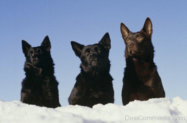 Kelpie Dogs On Snow