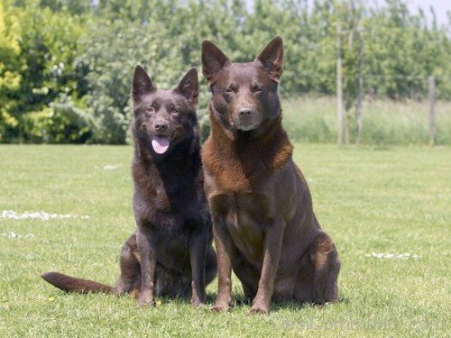 Kelpie Dogs Photo