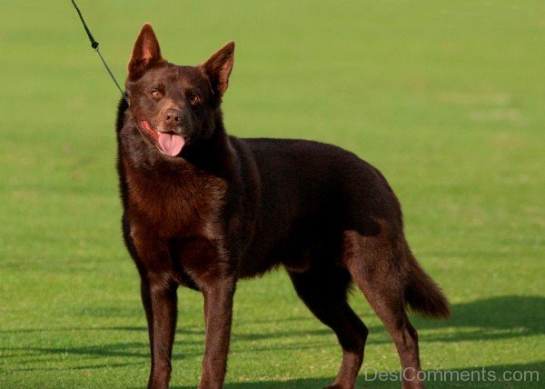 Kelpie Farmer Dog-ADB65DB57DC0DC57