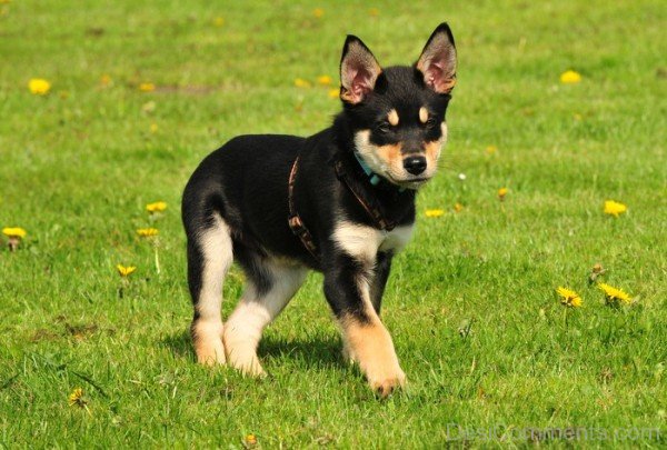 Kelpie Puppy Photo-ADB65DB32DC0DC32