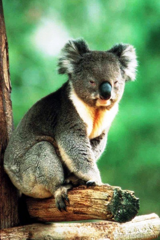 Koala Baby-adb10desi010