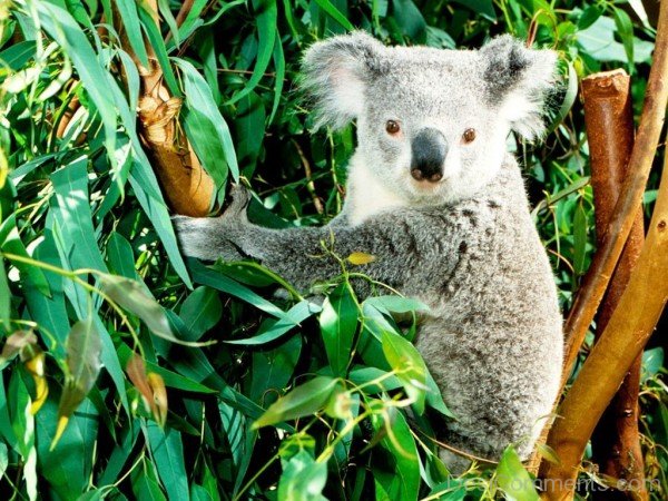Koala In Field