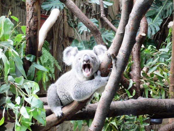 Koala In Forest