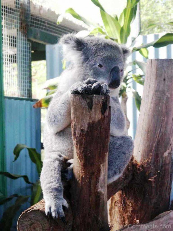 Koala In Zoo-adb21desi021