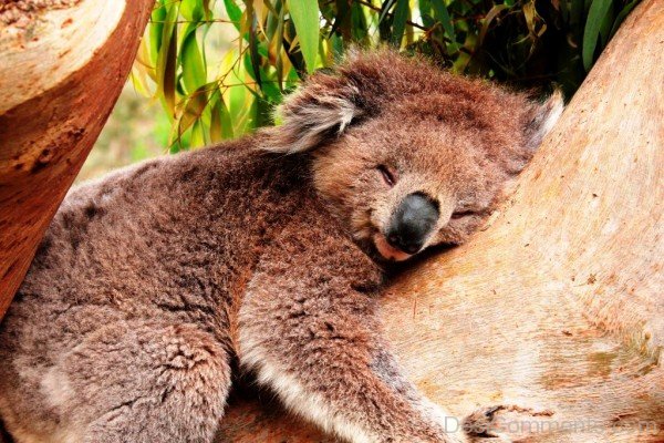 Koala Sleeping On Tree-adb26desi026