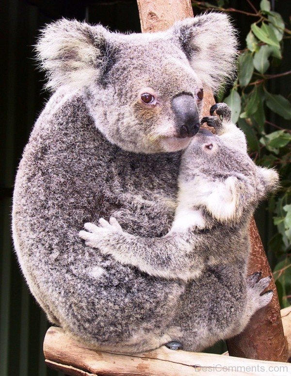 Koala With Baby Koala-adb27desi027