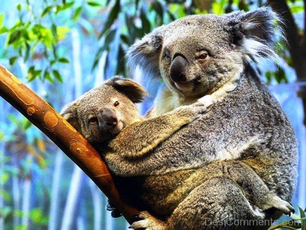 Koala With Baby-adb28desi028