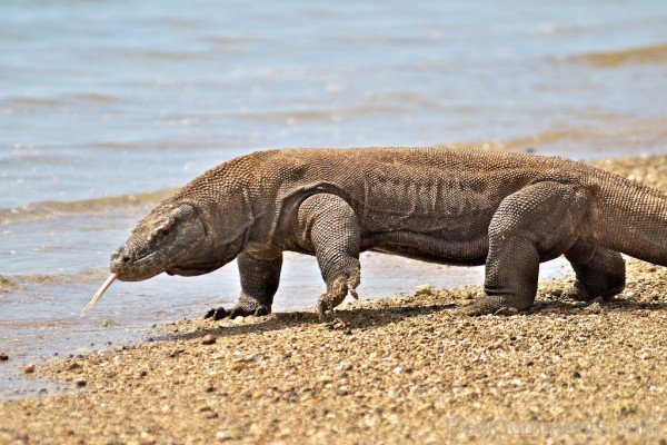 Komodo Dragon Near River-db113