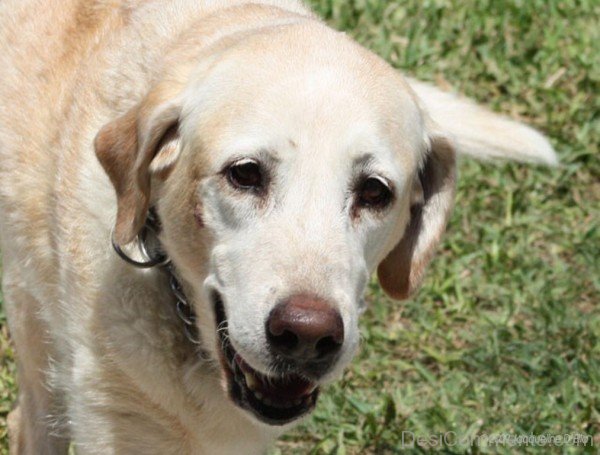 Labrador Retriever Closeup-id104