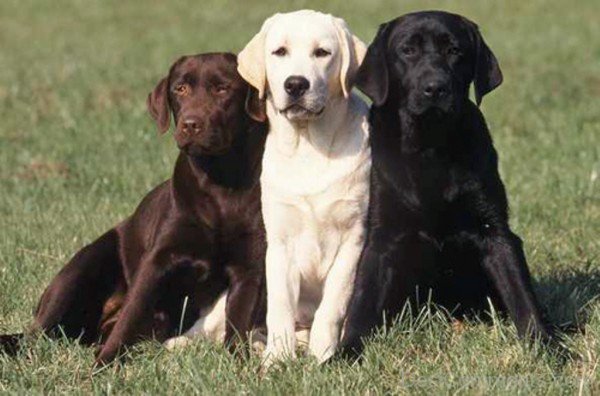 Labrador Retriever Dogs Image