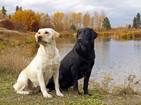 Labrador Retriever Dogs Near Lake