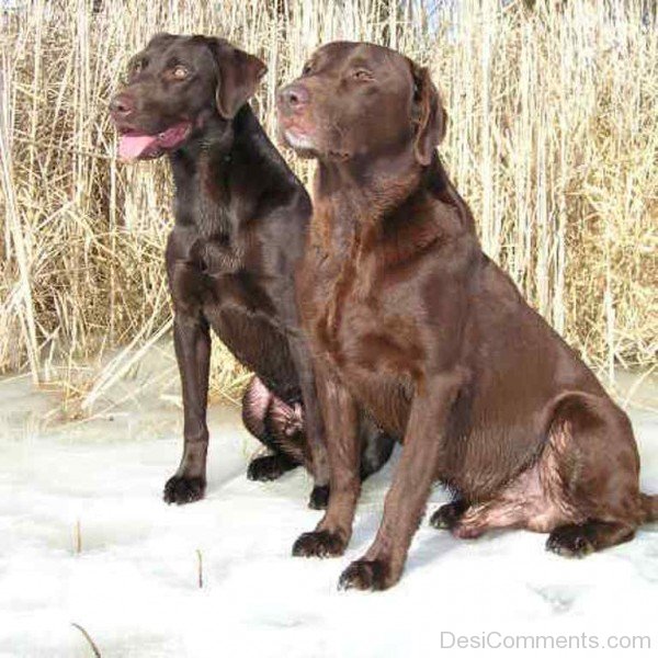 Labrador Retriever Dogs On Snow