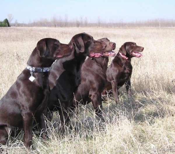 Labrador Retriever Dogs Picture-id108