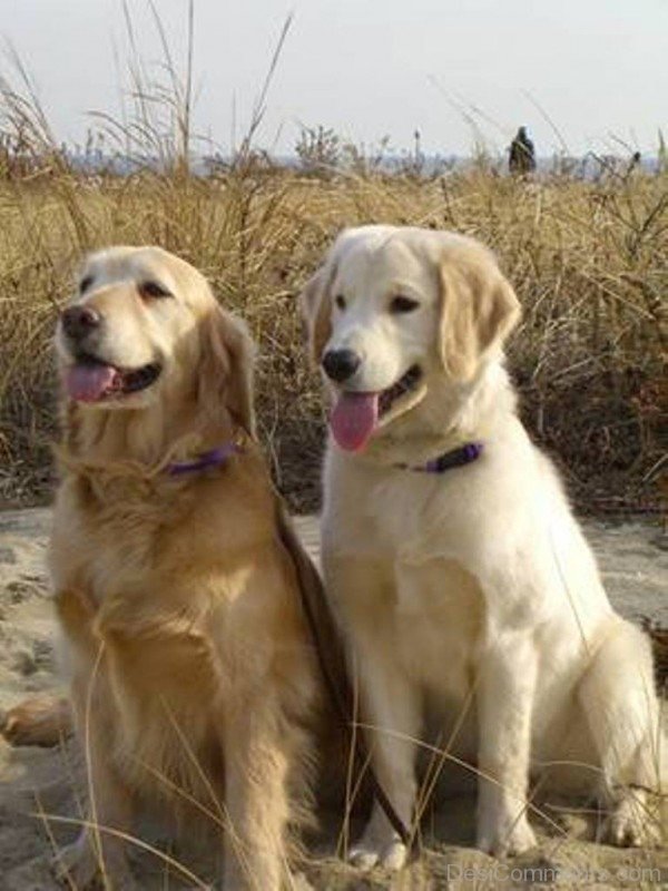 Labrador Retriever Dogs Sitting On Sand-id109
