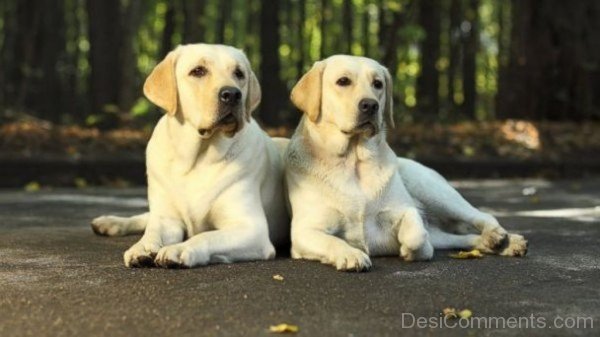 Labrador Retriever Dogs