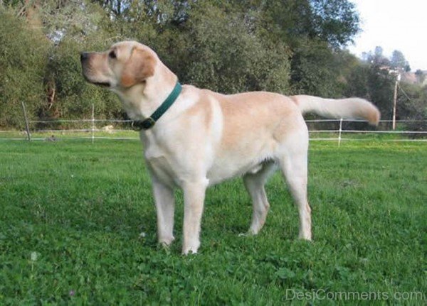 Labrador Retriever On Grass-id111