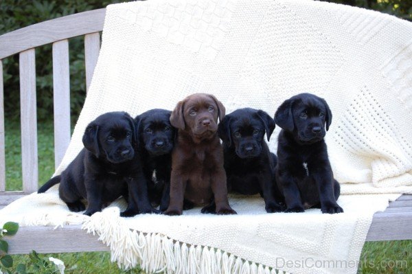 Labrador Retriever Puppies-id112