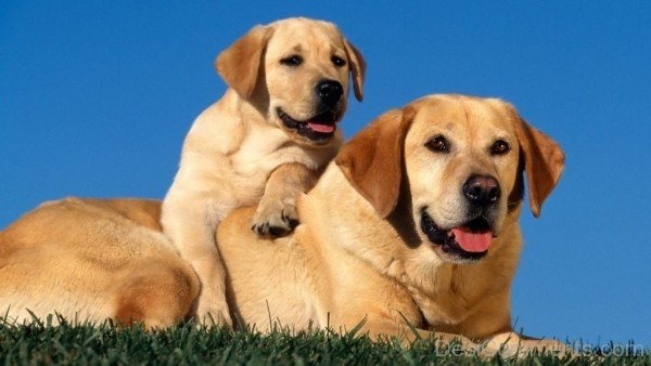 Labrador Retriever With Puppy-id113