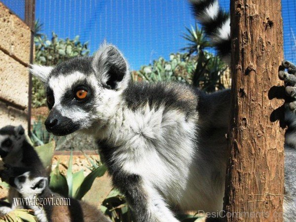 Lemur In Zoo-adb314desi714