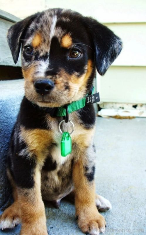 Leopard dog