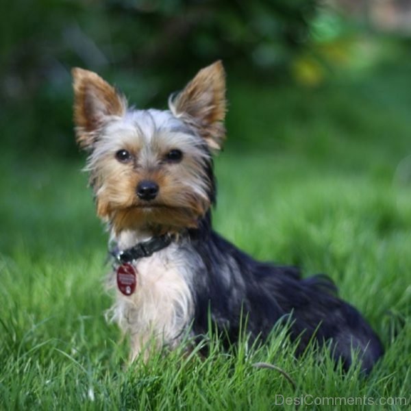 Little Dog Sitting On Grass