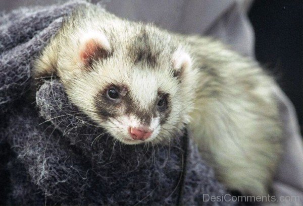 Little Ferret Kit-desi26