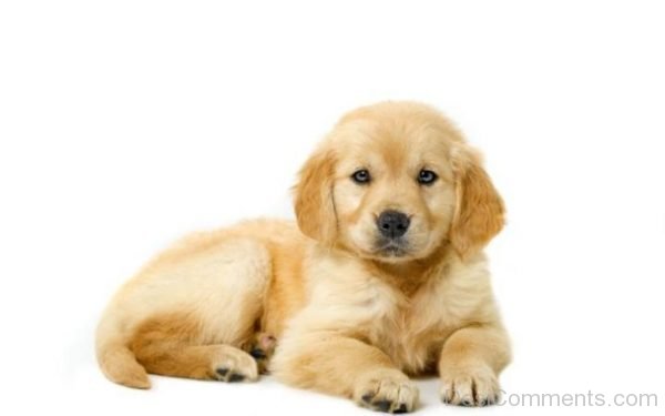 Little Golden Brown Puppy