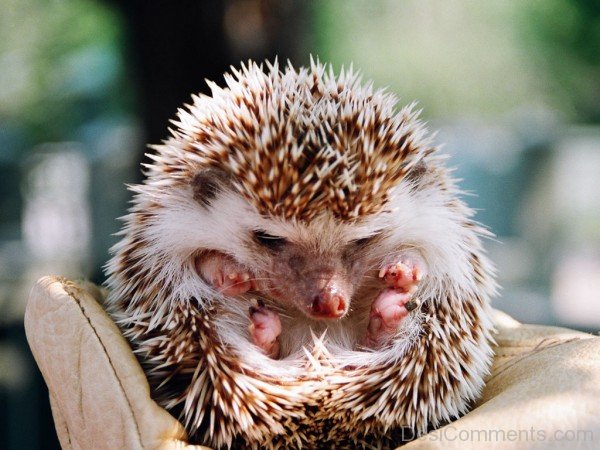 Little Hedgehog-dcpf32