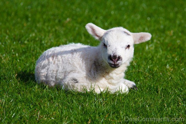 Little Sheep Baby
